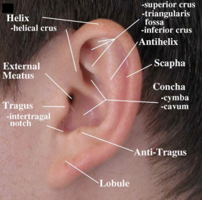 Anatomy of the Ear