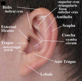 Otoplastia | Dr. Moulton-Barrett | Rex Moulton-Barrett, MD